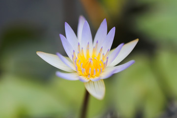 close up of purple lotus 