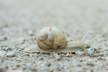 snail on sand