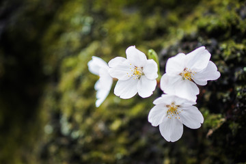 close up sakura flower japan