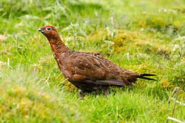 Red Grouse male stood in moorland during nesting season.
