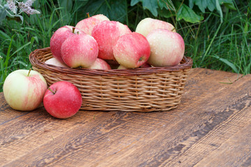 Just picked apples in a wicker basket on wooden boards with green leaves on the background