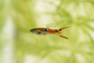Fototapeta premium Endler guppy aquarium fish green plants in the aquarium