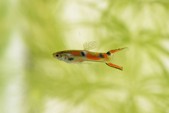 Endler guppy aquarium fish green plants in the aquarium