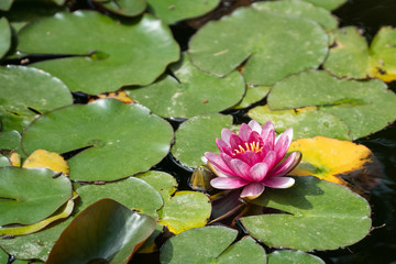 Pink water lily in the water