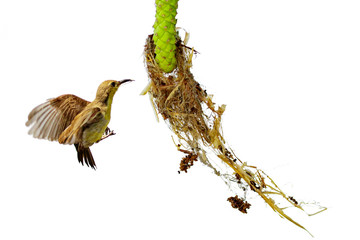 Image of purple sunbird(Female) is making its nest on white background. (Cinnyris asiatica) Bird. Animal.