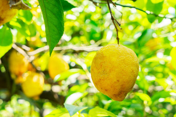 Lemon garden of Sorrento