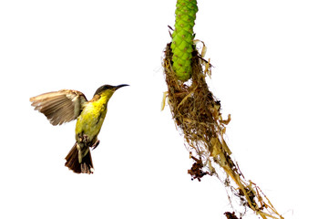 Image of purple sunbird(Female) is making its nest on white background. (Cinnyris asiatica) Bird. Animal.
