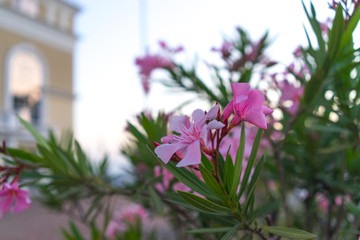 Pink oleander flowers on blurred urban background