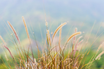Group of grass flower in meadow. And bright light, soft blur background