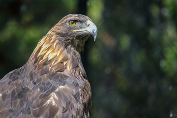 Golden Eagle (Aquila chrysaetos) at the Grizzly and Wolf Discovery Center (Captive)