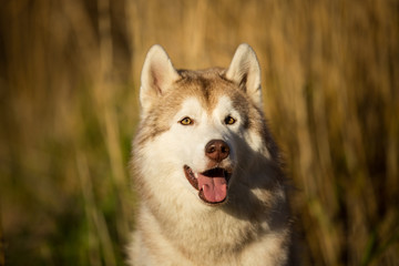 Beautiful and happy siberian husky dog with brown eyes sitting in the field near the sea at golden sunset