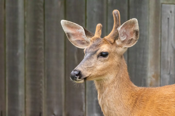 Black-tailed Deer (Odocoileus hemionus) in Port Townsend, Washington