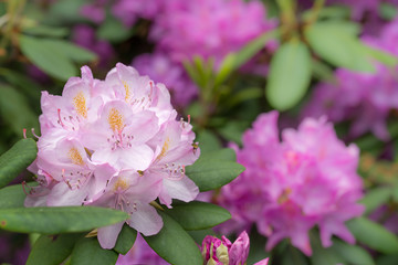Rhododendron
