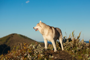 Free and beatuiful dog breed siberian husky standing on the hill on the sea and mountains background