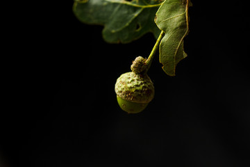 young green acorns close-up on a black background copy space. oak tree fruit with leaves