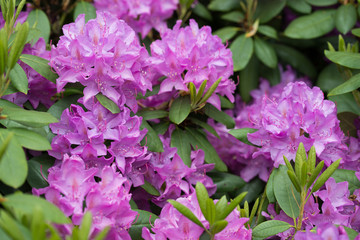 Obraz premium Rhododendron