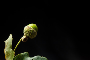 young green acorns close-up on a black background copy space. oak tree fruit with leaves
