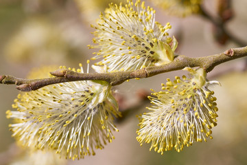 Male Goat Willow or Pussy Willow or Great Sallow (Salix caprea) flowers or catkins