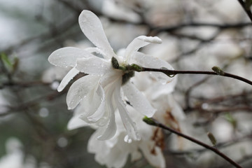 White Magnolia flowers blooming in Spring in Michigan.