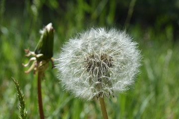 dandelion fluffy, white