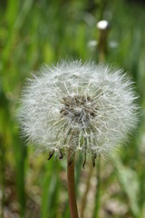 Fototapeta premium dandelion fluffy, white