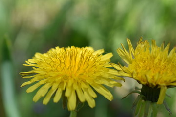 yellow dandelion