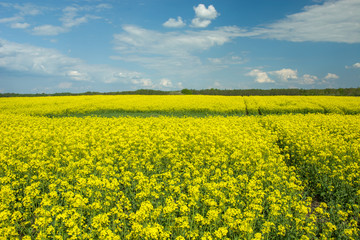 Large rape field and clouds in the blue sky