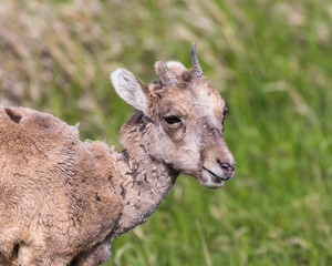 Bighorn Sheep portrait in Badlands National Park, South Dakota