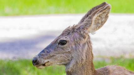 Mule Deer (Odocoileus hemionus) in Custer State Park, South Dakota