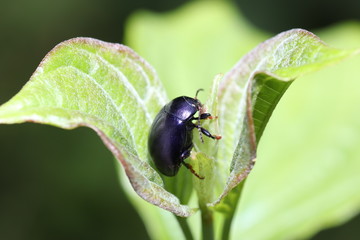 Unknown beetle on a leaf in the garden in Germany