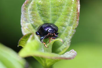 Unknown beetle on a leaf in the garden in Germany