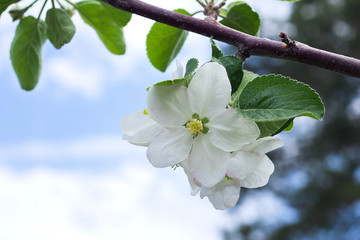 apple blossom white flowers and blue sky spring background