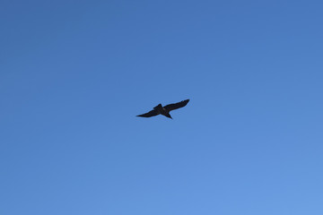 A bird in the sky flying at an altitude