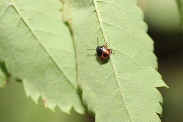 beetle on a leaf in the garden in Germany