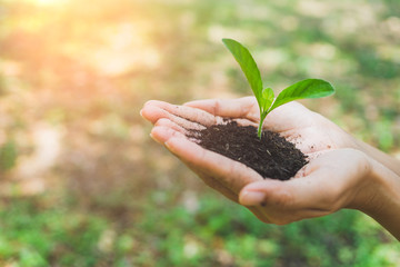 World Environment Day concept. Hand holding plant.