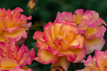 Obraz premium Yellow and red tulips flower, in full bloom