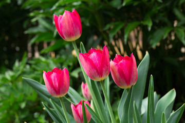 Fototapeta premium Beautiful red tulips growing in the garden