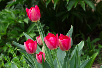 Beautiful red tulips growing in the garden