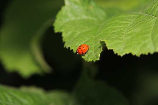 Unknown beetle on a leaf in the garden in Germany