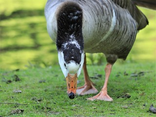 Graugans fressend auf einer Wiese