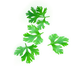 Green coriander leaves close-up, isolation on a white background. top view