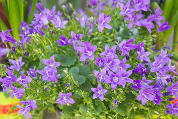 Fototapeta premium Blooming potted Campanula muralis flowers on a shelf in a flower shop, campanula americana blossom, or violet bellflowers for garden and decoration, floral background