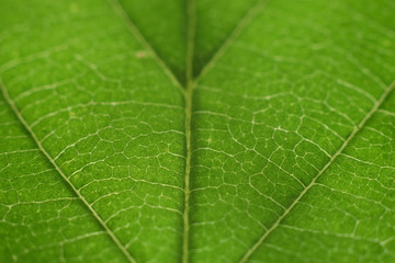 Fototapeta na wymiar macro leaf green nature background