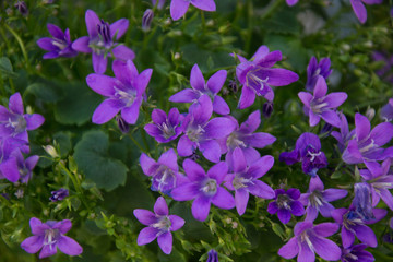 Blooming potted Campanula muralis flowers on a shelf in a flower shop, campanula americana blossom, or violet bellflowers for garden and decoration, floral background