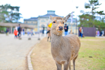 Fototapeta premium deer in Nara Japan