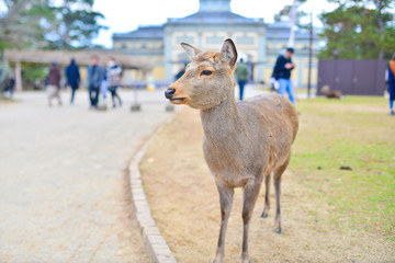 deer in Nara Japan