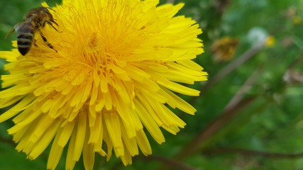 yellow dandelion on green background