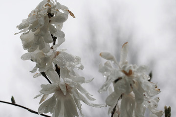 White Magnolia flowers blooming in Spring in Michigan.