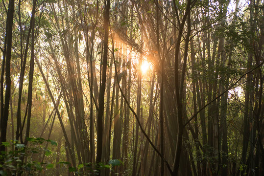 Sunny Jungle.Qionglai County, Chengdu City, Sichuan Prov. China.