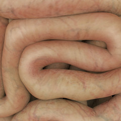 Human digestive system.Healthy 3D Rendering	